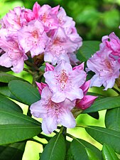 Pushti rhododendron