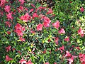 Rododendron nakaharai.jpg