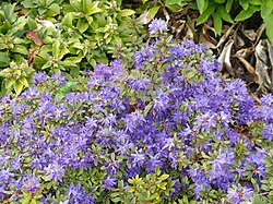 Rhododendron polycladum - University of Copenhagen Botanical Garden - DSC07555.JPG