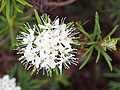 Rhododendron tomentosum, Bagno zwyczajne, 2019-05-03