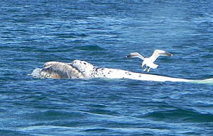 ミナミセミクジラ: 概要, 生態, 生息状況