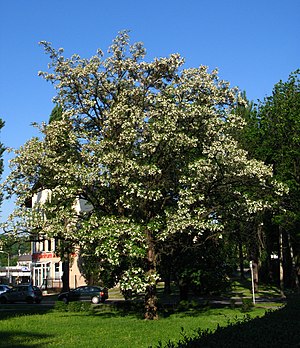 Robinia pseudoacacia Bielsko-Biała.JPG