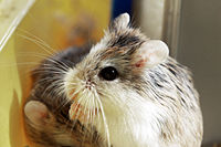 Roborovski Hamster eating.jpg