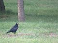 Rook in the grass 08.jpg