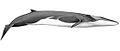 Fin whale illustration with a dark backside, white underside, lightly colored head, a slender body, and a small dorsal fin near the tail (from Baleen whale)