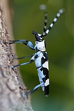 Miniatura para Rosalia funebris