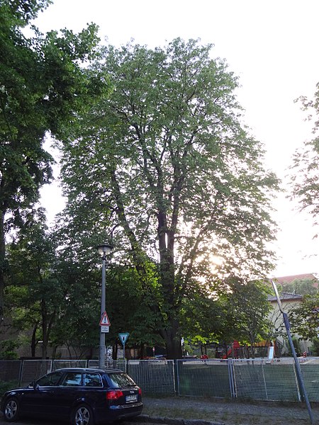 File:Rosskastanie stechlinstraße ehrlichstraße berlin 2018 05 26 (2).jpg