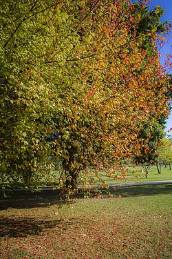 Rotbuche im Luitpoldpark in Bad Kissingen