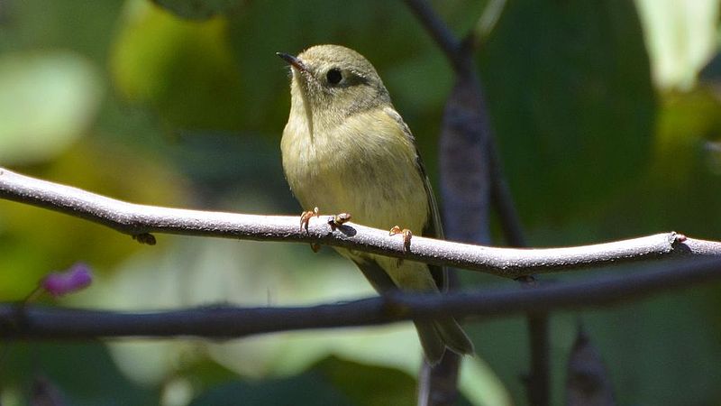 File:Ruby-crowned Kinglet (8018446372).jpg