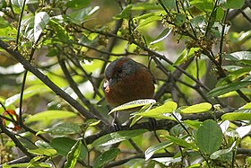 Rusty-browed Warbling-Finch (Poospiza erythrophrys) (8077584855).jpg