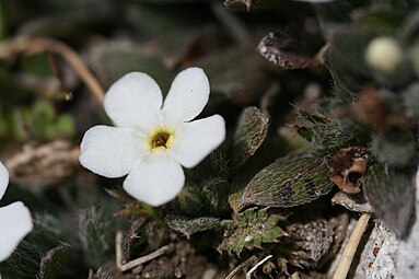 Floral detail