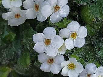 Close-up of flowers