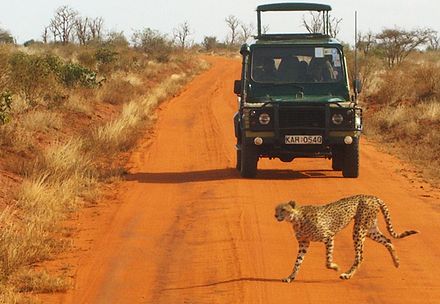 Safari Gepard