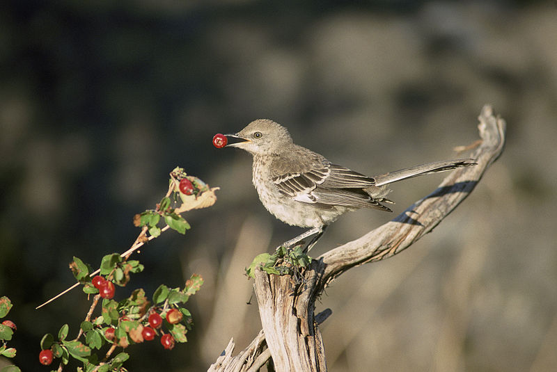 File:Sage Thrasher.jpg