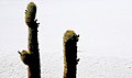 Salar de Uyuni 05.jpg
