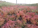 Salicornia rubra (7922149560). 
 jpg