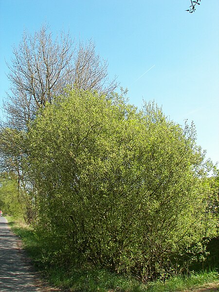 File:Salix caprea 031.jpg