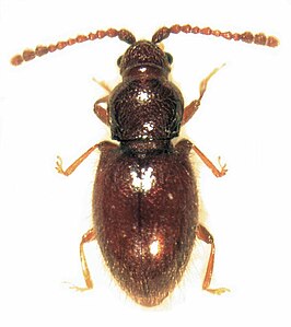 Salltius ruficeps