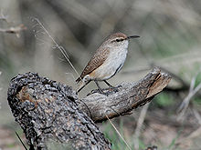 Rock wren Salpinctes obsoletus NPS.jpg