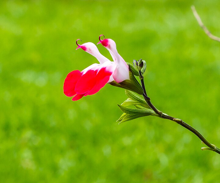 File:Salvia microphylla 'Hot Lips'.jpg