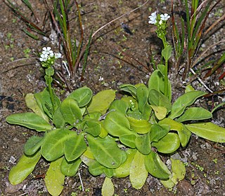 <i>Samolus valerandi</i> species of plant