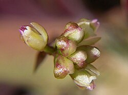 Sanderella discolor.jpg