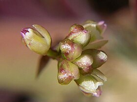 Sanderella discolor