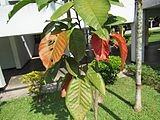 Sandoricum koetjape (Santol) leaves in RDA, Bogra