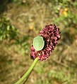 Sanguisorba officinalis