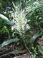 Sansevieria pedicellata