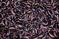 "Scarlet_Runner_beans.jpg" by User:WikiUser70176