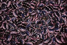 Beans of 'Scarlet Runner' cultivar. A similar cultivar, the Japanese runner, looks the same but is almost twice as large. Scarlet Runner beans.jpg