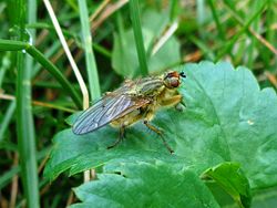 Dzeltenā mēslumuša (Scathophaga stercoraria)