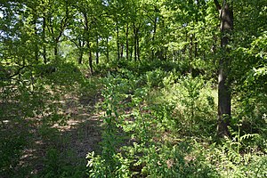 Schleswig-Holstein, Sarzbüttel, Landschaftsschutzgebiet Schanze bei Dellbrück NIK 6984.jpg