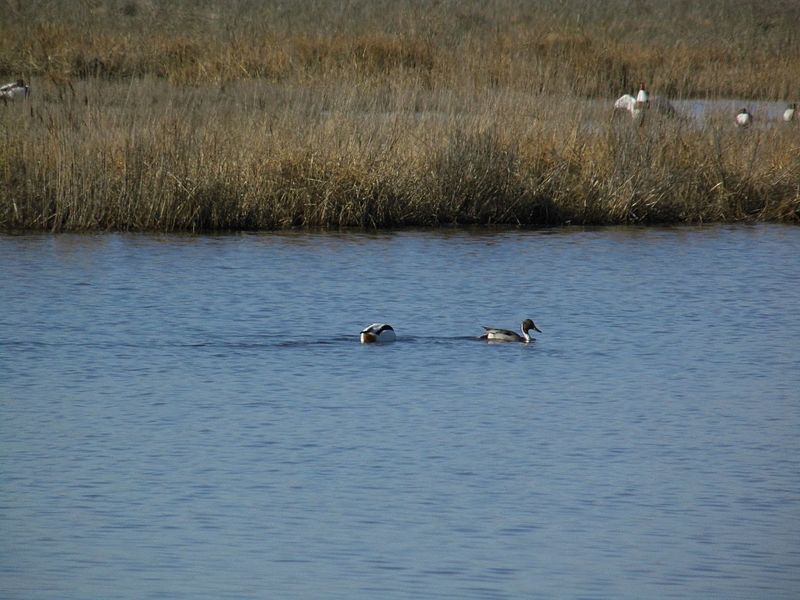 File:Schwimmendes Moor, bei Sehestedt, Jadebusen. Blick aus der Beobachtungshütte (2).jpg