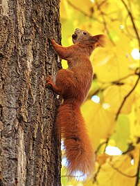 Sciurus vulgaris, Wiewiórka zwyczajna, Ogród Botaniczny UWr, Wrocław, 2023-10-30