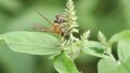 File:Scoliid wasp (Scoliidae).webm