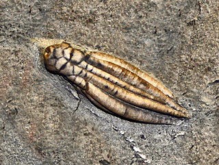 <i>Scytalocrinus</i> Extinct genus of crinoids