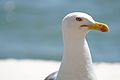 * Nomination Close up of a Seagull. --Satdeep Gill 21:44, 30 June 2016 (UTC) * Decline Blurred. --Cccefalon 04:23, 1 July 2016 (UTC)