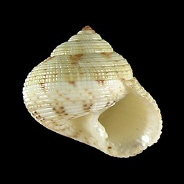 Rossiteria pseudonucleolus