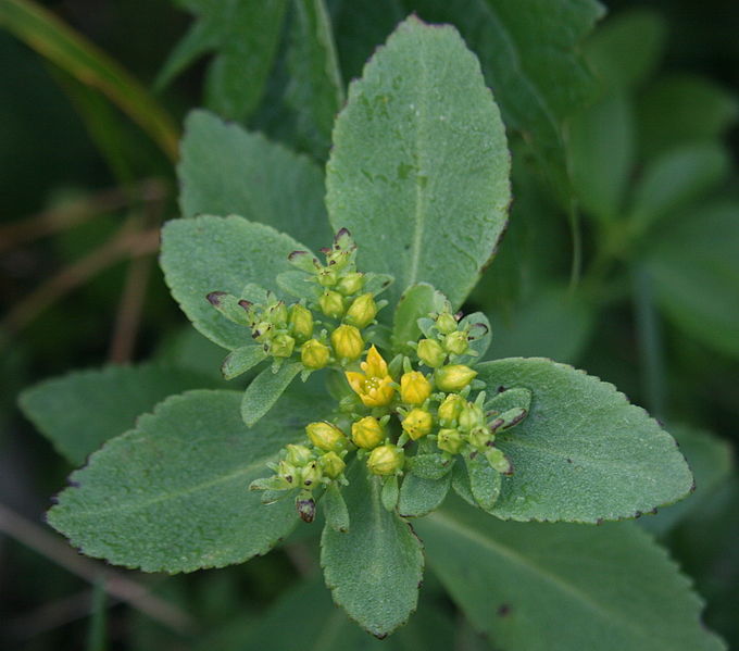 File:Sedum aizoon var. floribundum leaf in Mount Ibuki 2011-07-24.jpg