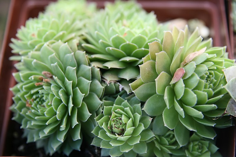 File:Sempervivum Gloriosum 2zz.jpg