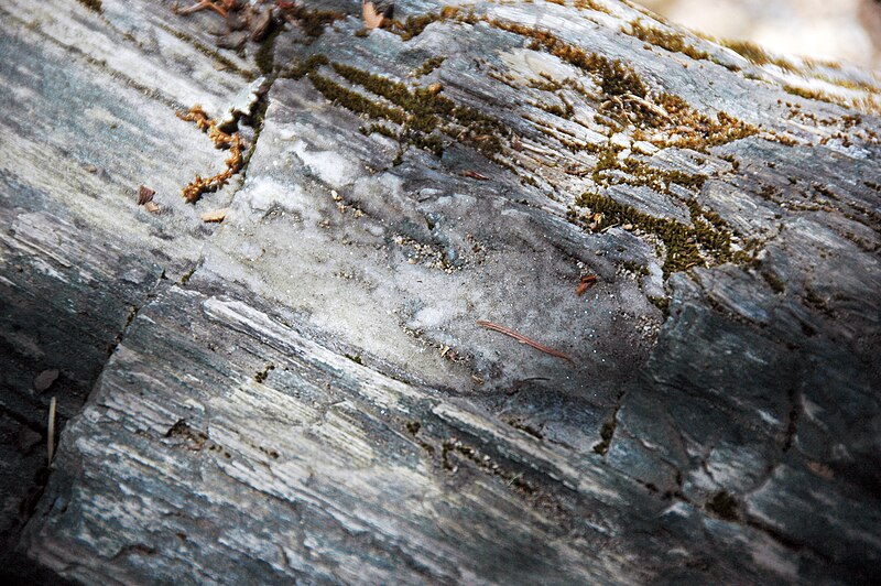 File:Sequoia sempervirens (fossil redwood tree trunk) (Sonoma Volcanics, Upper Pliocene, 3.2 to 3.4 Ma; Calistoga Petrified Forest, Calistoga, California, USA) 105 (49106747088).jpg