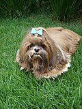 Thumbnail for File:Shih tzu dog.jpg