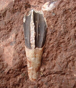 Siamodon tooth1.JPG