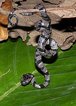 Anexo Reptiles De Ecuador Wikipedia La Enciclopedia Libre