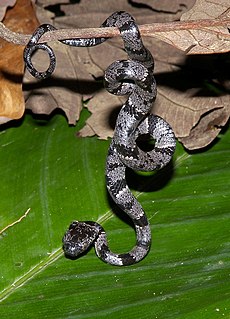 <i>Sibon</i> (snake) Genus of snakes