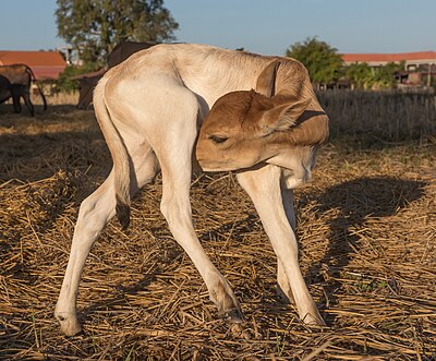 Side view of a calf with neck bent at golden hour in Don Det Laos
