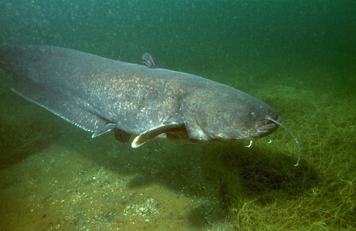 man eating catfish river monsters