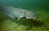 Wels catfish Silurus glanis 02.jpg